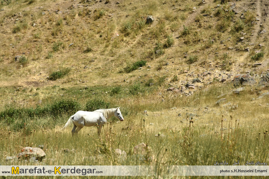 اسب مازندران